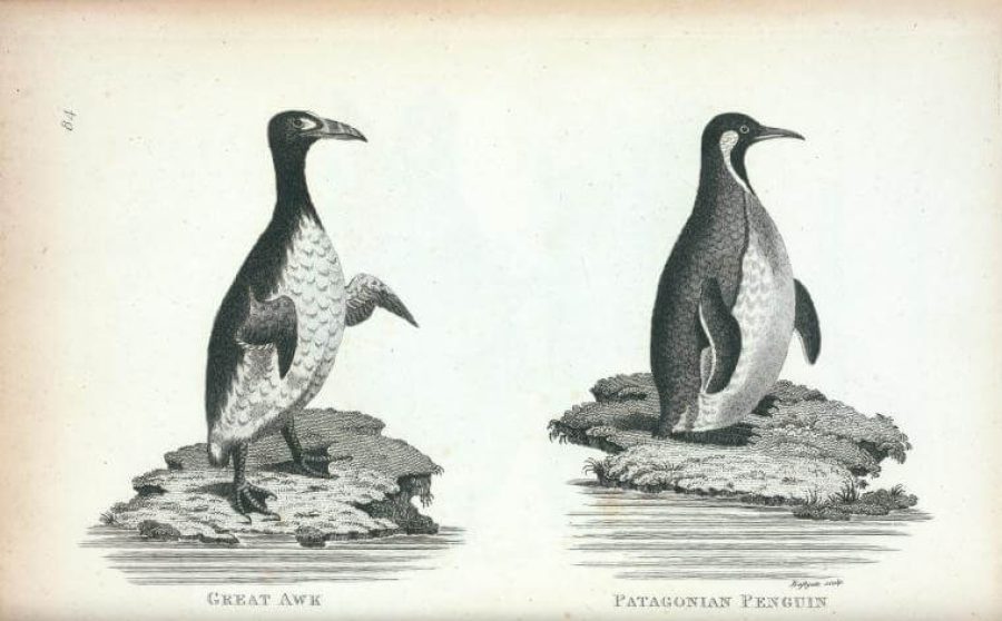 nypl.digitalcollections.510d47d9-5172-a3d9-e040-e00a18064a99.001.w (1)