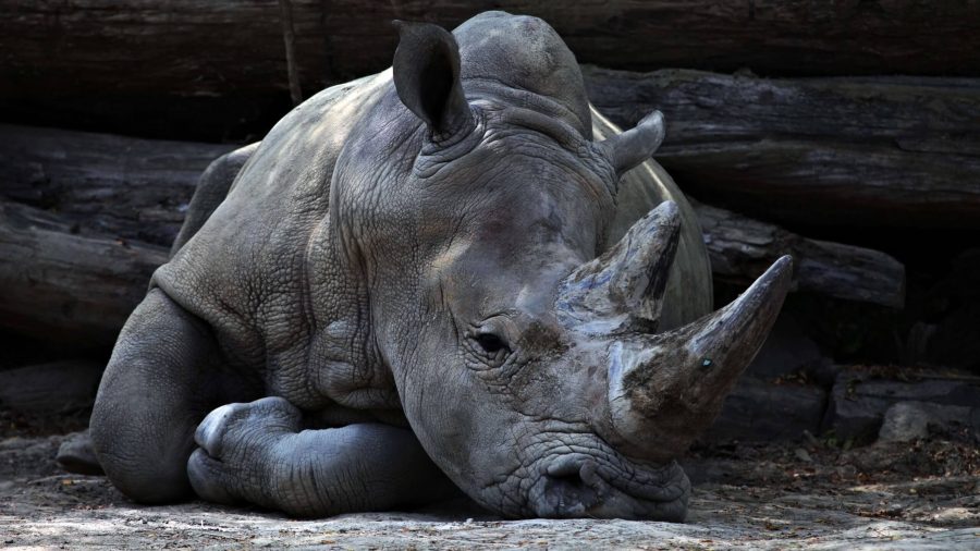 rhino
