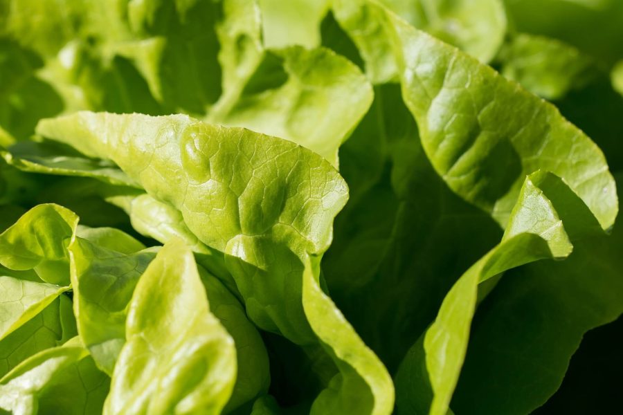 salad-1710328_1920